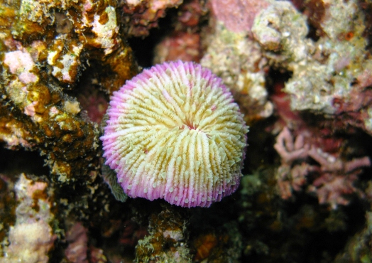 coral flower